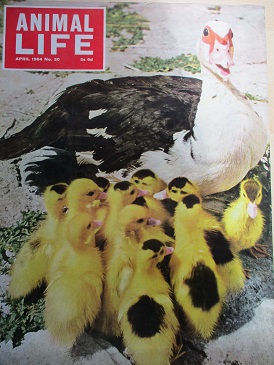 ANIMAL LIFE magazine, April 1964 issue for sale. Original British publication from Tilley, Chesterfi